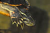 Turtle (Tennessee Aquarium)