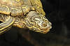 Turtle (Tennessee Aquarium)