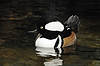Hooded Merganser
