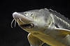 Russian Sturgeon (Tennessee Aquarium)