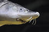 Russian Sturgeon (Tennessee Aquarium)