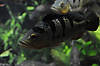 Peacock Cichlid (Tennessee Aquarium)