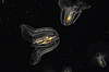 Sea Walnut (Tennessee Aquarium)