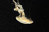 Sea Nettle (Tennessee Aquarium)