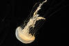 Sea Nettle (Tennessee Aquarium)