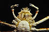 Giant Spider Crab (Tennessee Aquarium)