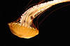 West Coast Sea Nettle (Tennessee Aquarium)