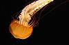West Coast Sea Nettle (Tennessee Aquarium)