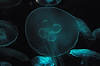 Moon Jelly (Tennessee Aquarium)