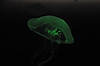 Moon Jelly (Tennessee Aquarium)
