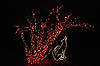 (Howling Coyote) Brookside Gardens' Garden of Light