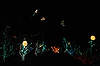 (Summer Flowers & Dragonfly) Brookside Gardens' Garden of Light