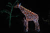 Ellen at Brookside Gardens' Garden of Light