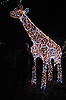 Bob at Brookside Gardens' Garden of Light