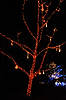 (Colors of Autumn) Brookside Gardens' Garden of Light