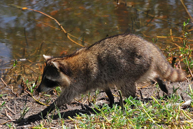 DSC_1140.jpg