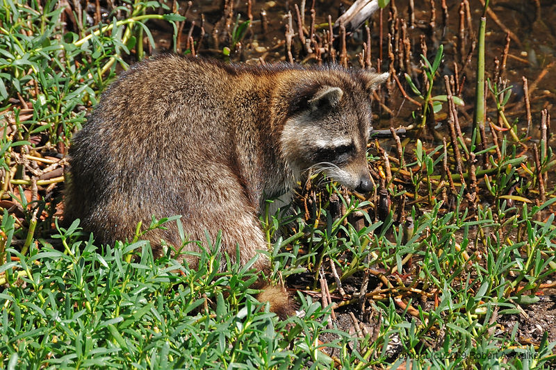 DSC_1143.jpg
