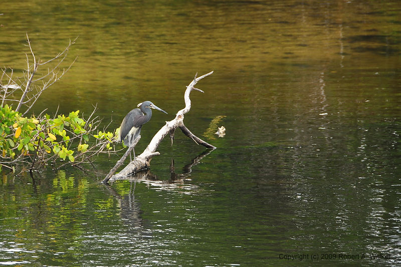 DSC_1375.jpg