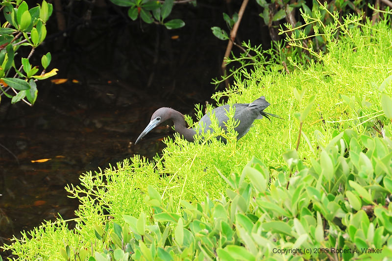 DSC_1416.jpg
