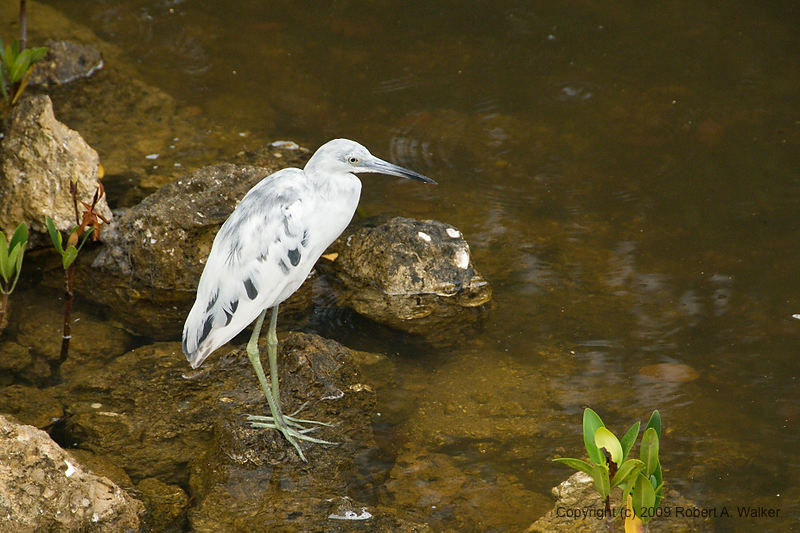 DSC_1492.jpg