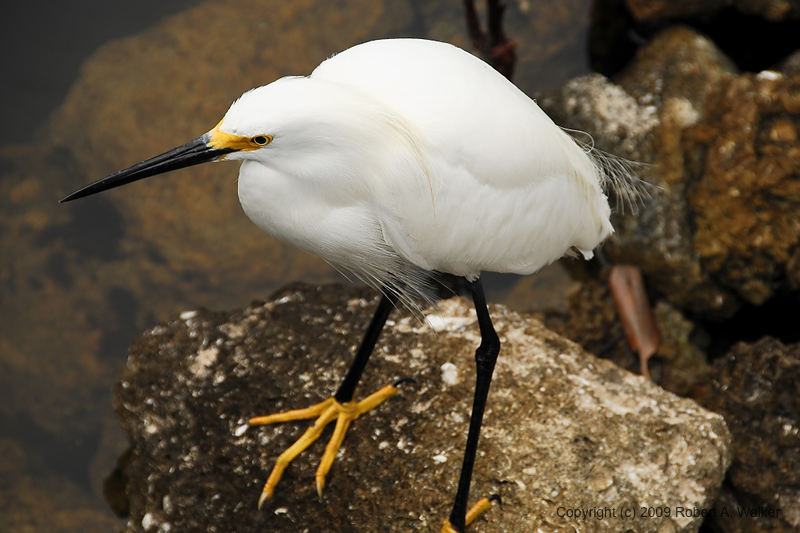 DSC_1521.jpg