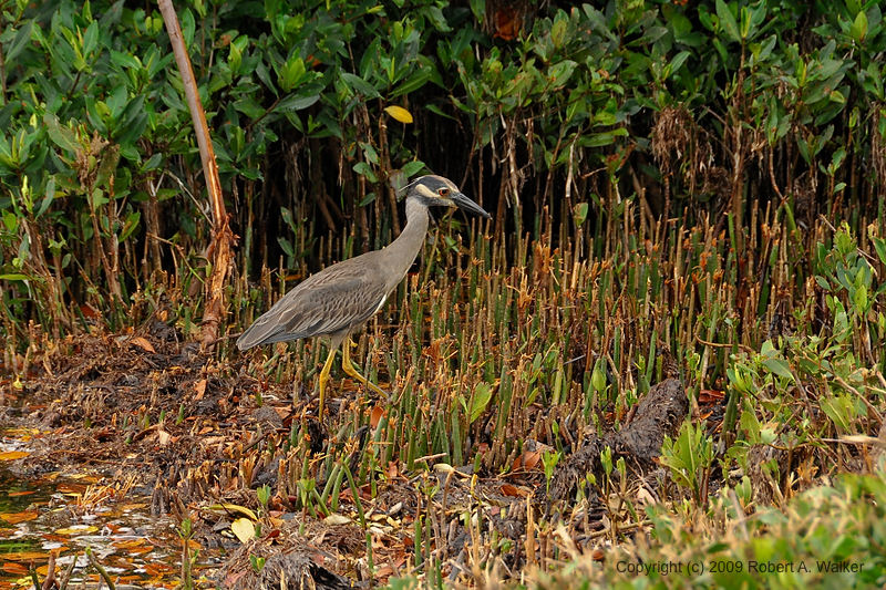 DSC_1579.jpg