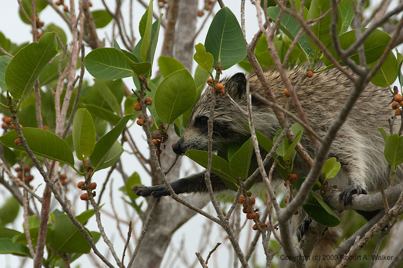 DSC_1738.jpg