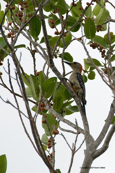 DSC_1892.jpg