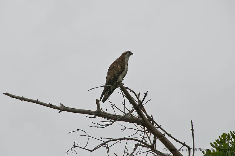 DSC_1948.jpg