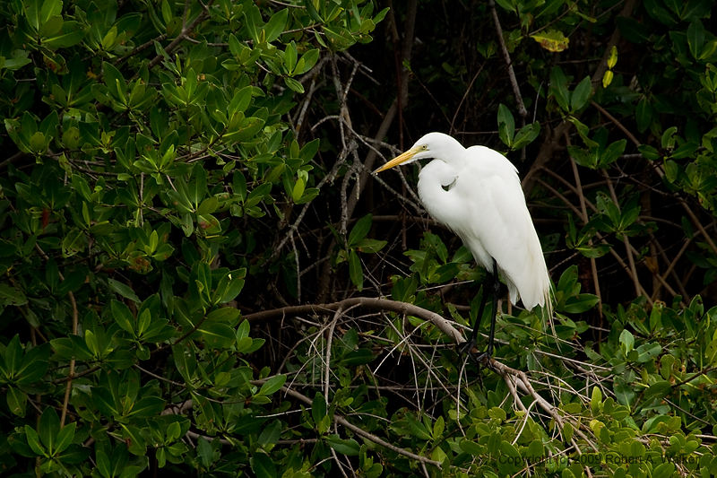 DSC_1984.jpg
