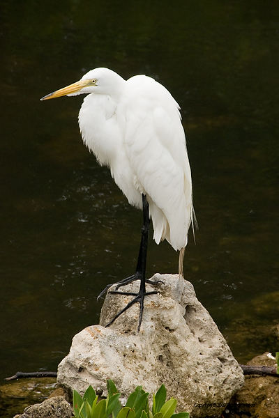 DSC_2006.jpg