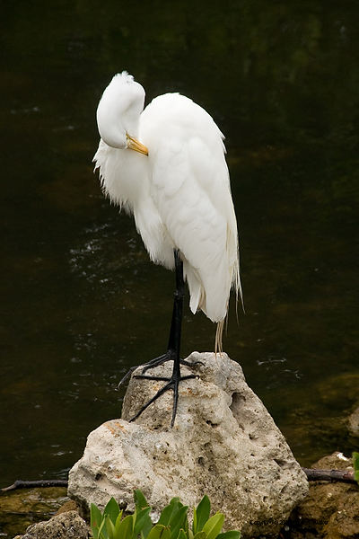 DSC_2009.jpg