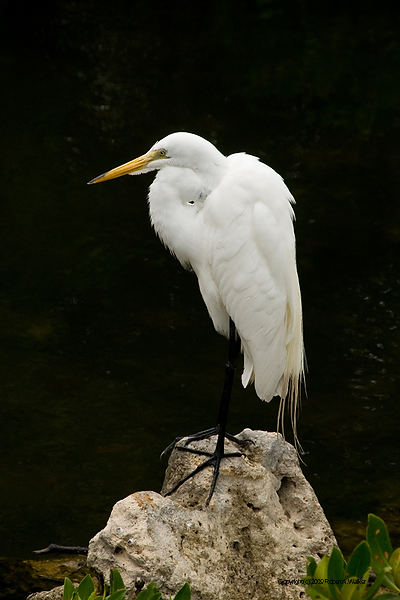 DSC_2027.jpg