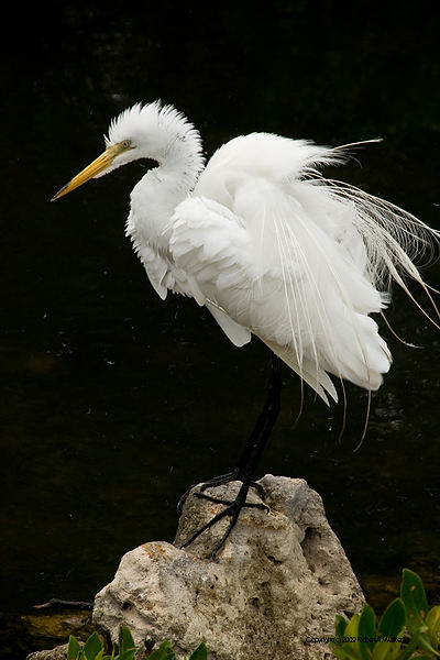 DSC_2031.jpg