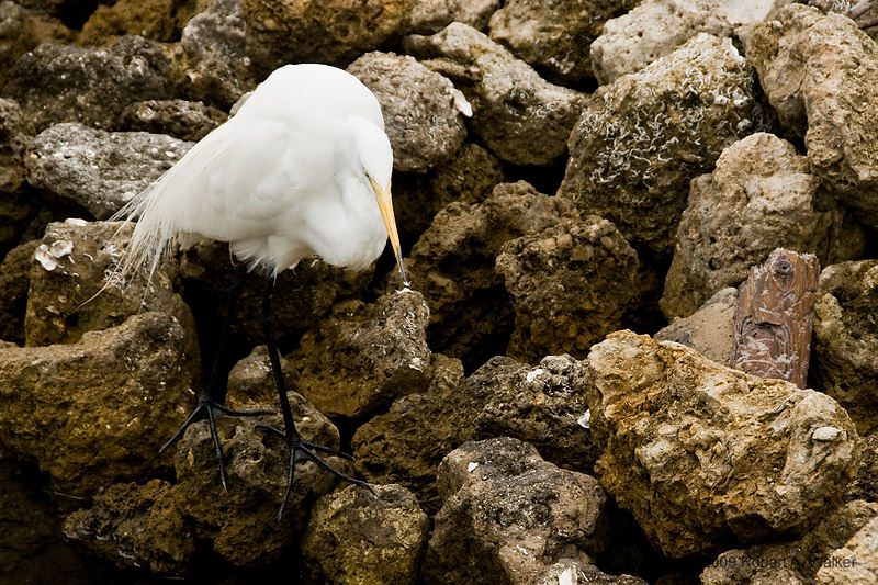 DSC_2045.jpg