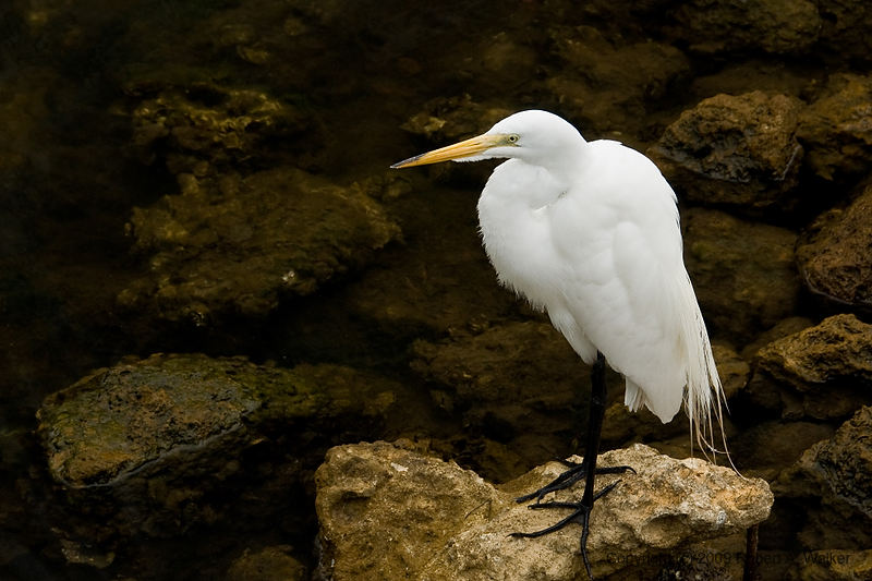 DSC_2086.jpg