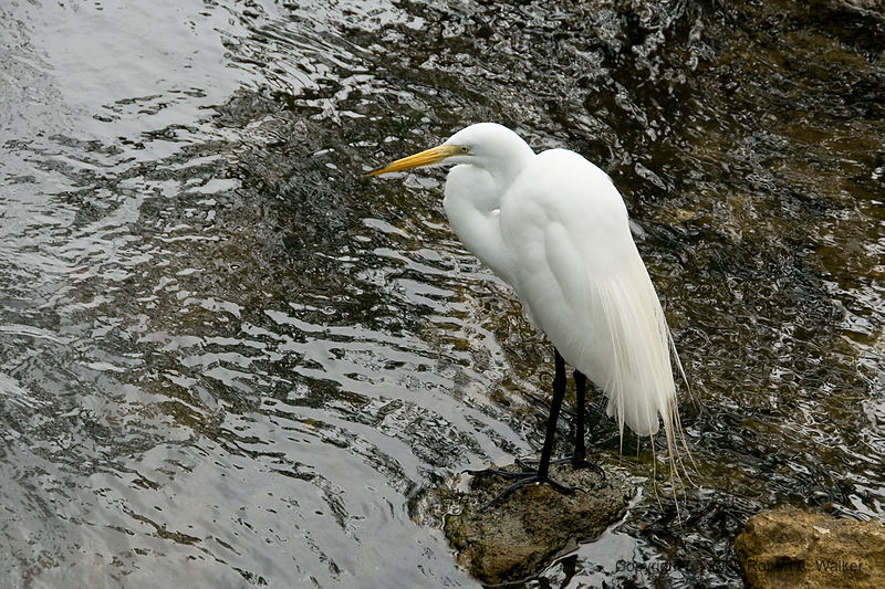 DSC_2101.jpg