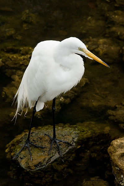DSC_2106.jpg