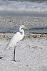 Great Egret at Sundial Beach & Golf Resort