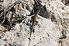 Brown Anole