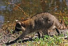 Raccoon