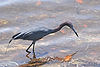 Little Blue Heron