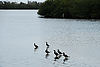 Double-Crested Cormorants