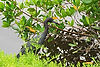 Little Blue Heron