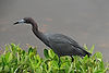 Little Blue Heron