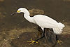 Snowy Egret