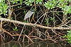 Yellow-Crowned Night-Heron