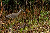 Yellow-Crowned Night-Heron
