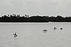 Double-Crested Cormorants