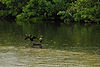 Double-Crested Cormorants